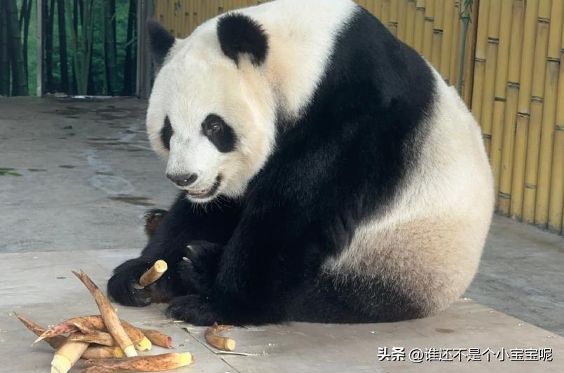 每天认识一只大熊猫——晴晴，奇迹大熊猫，堪称熊猫届的“哪吒”