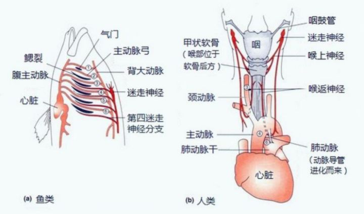 人类到底是原住民还是外星移民,人类是不是星际移民