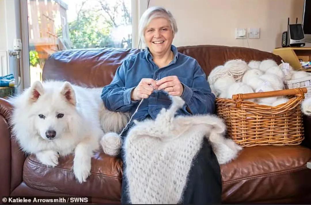 萨摩耶冬天围巾,萨摩耶洗完澡掉毛严重的原因