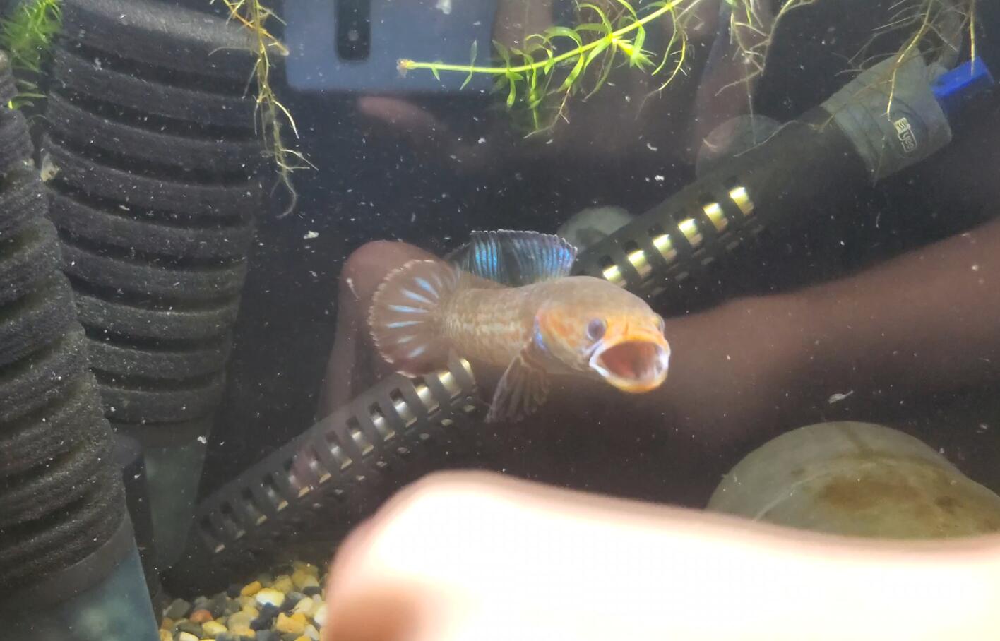 雷龙在缸里一直洗鳃是什么原因,雷龙鱼鼓鳃每次训练几分钟