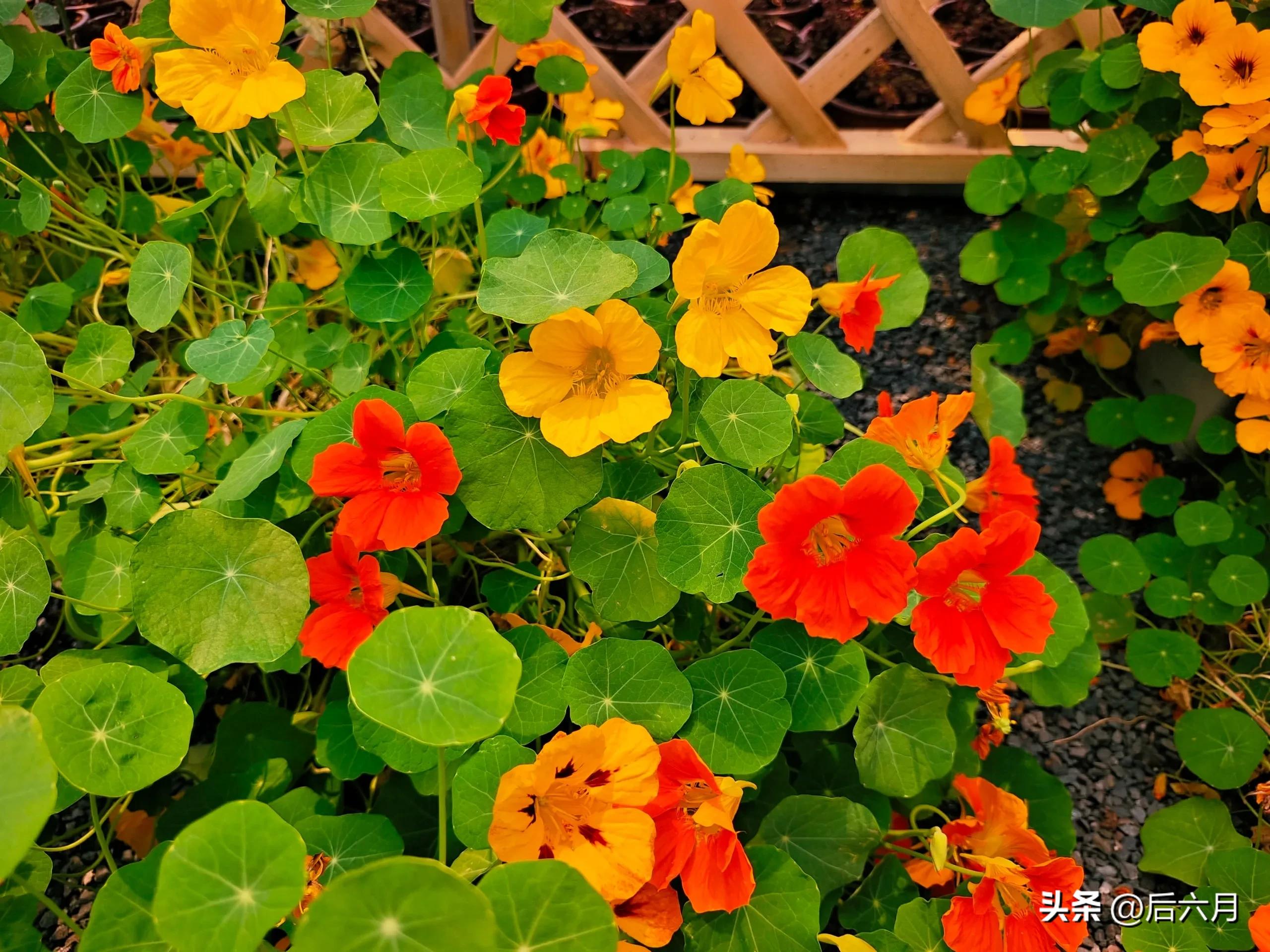 途游西海岸l无比方花园，杨家山里新添网红打卡地