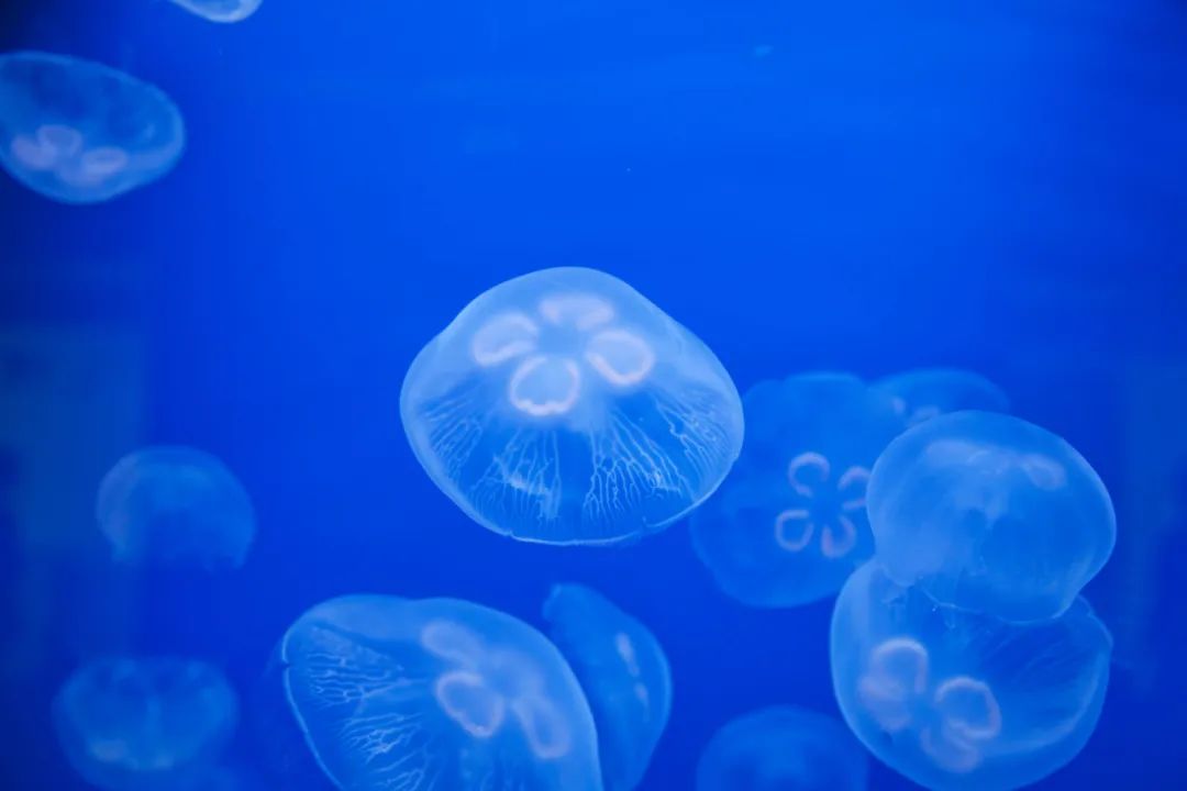 海蜇要怎么预防被蜇,海蜇蜇伤了特别痒疙瘩越来越多