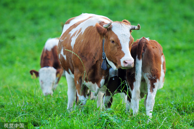 牛消化不良是什么症状,牛消化不良的症状和治疗方法