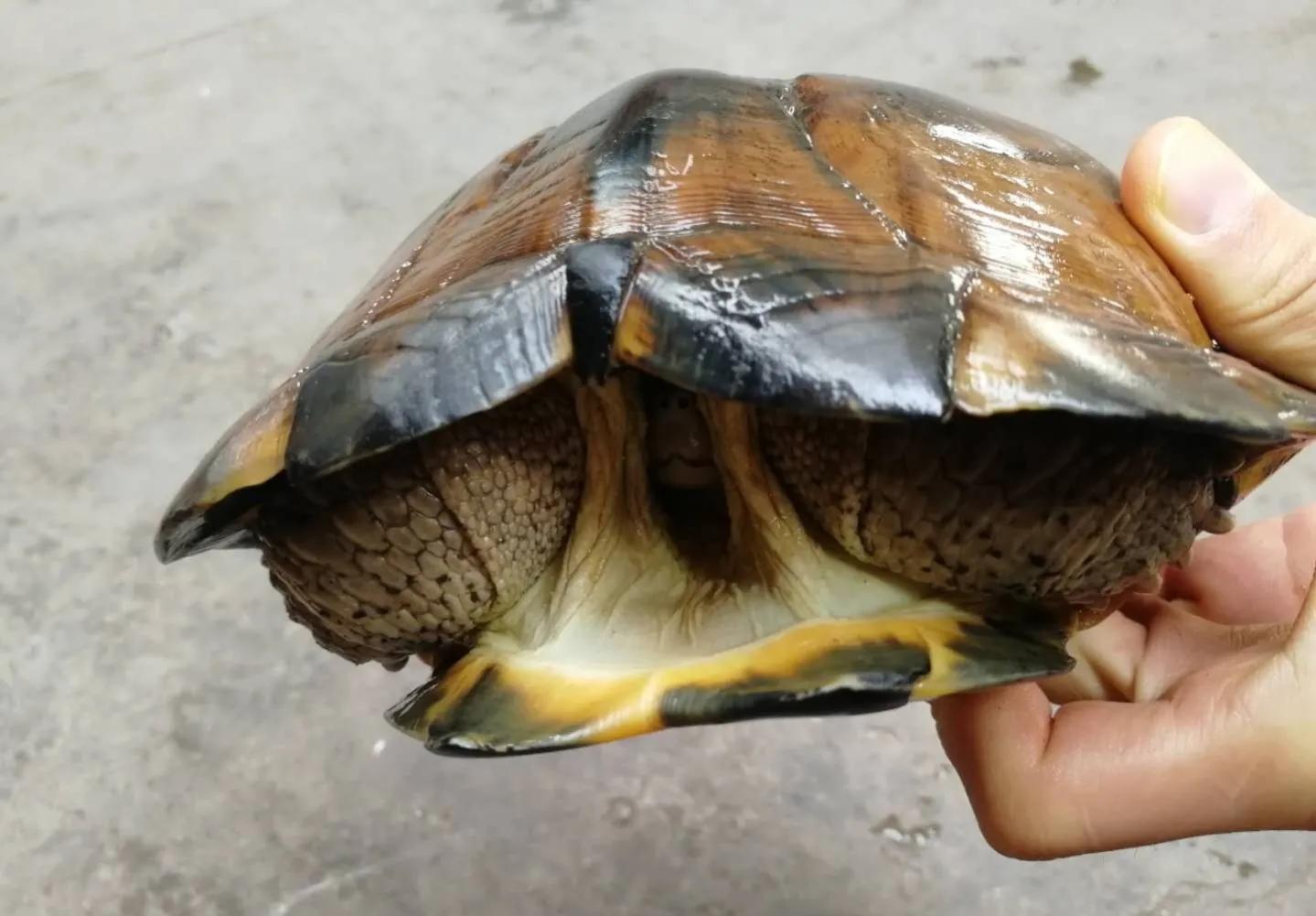 石金钱龟的风光史,涤荡起伏解释