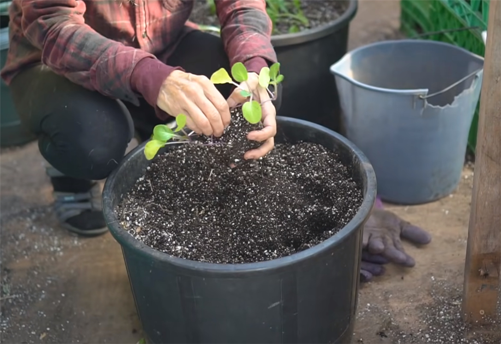 夫妻二人买下海岛过起隐居的生活,夫妻隐居小岛与世隔绝