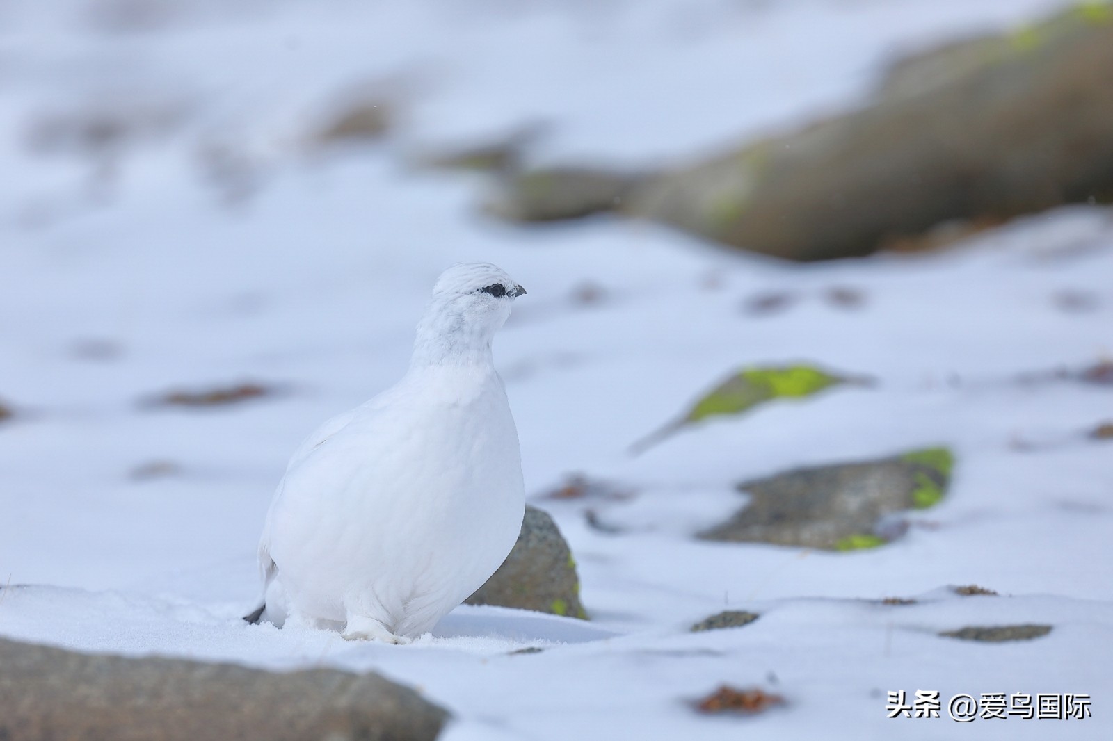 2024观鸟大年,观鸟大年介绍