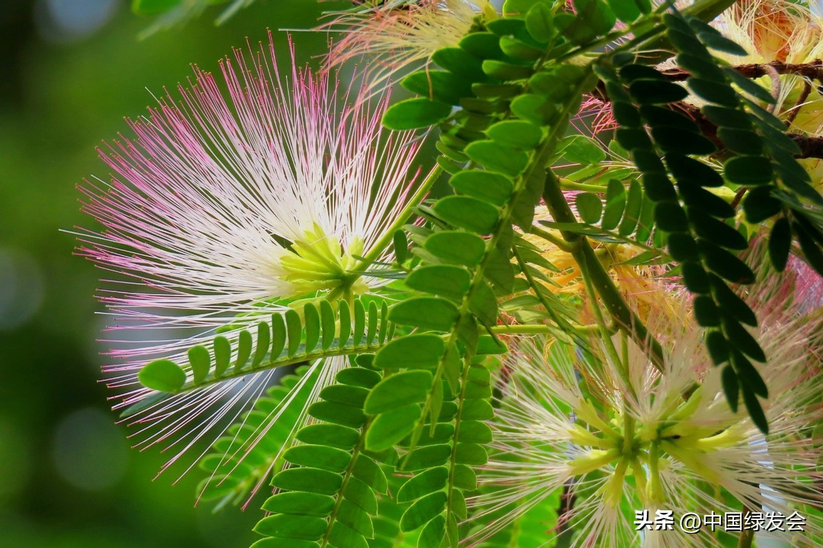 *欢合**：亭亭如盖，花影参差|绿会保护地科普