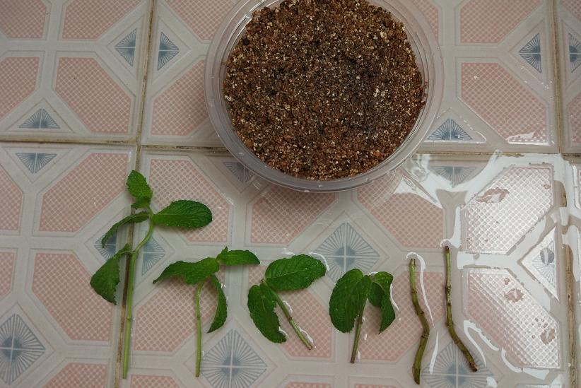 薄荷扦插为什么一晒太阳就下来了,扦插的薄荷怎么发蔫