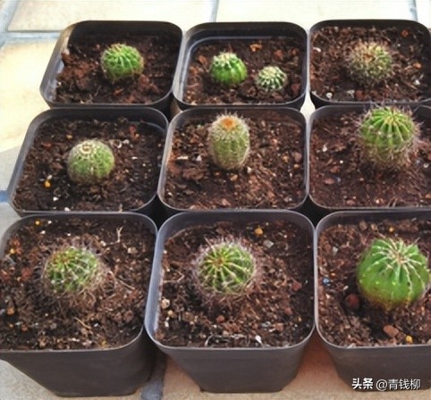 养了10年的彩草仙人球,彩草仙人球的养殖方法和注意事项