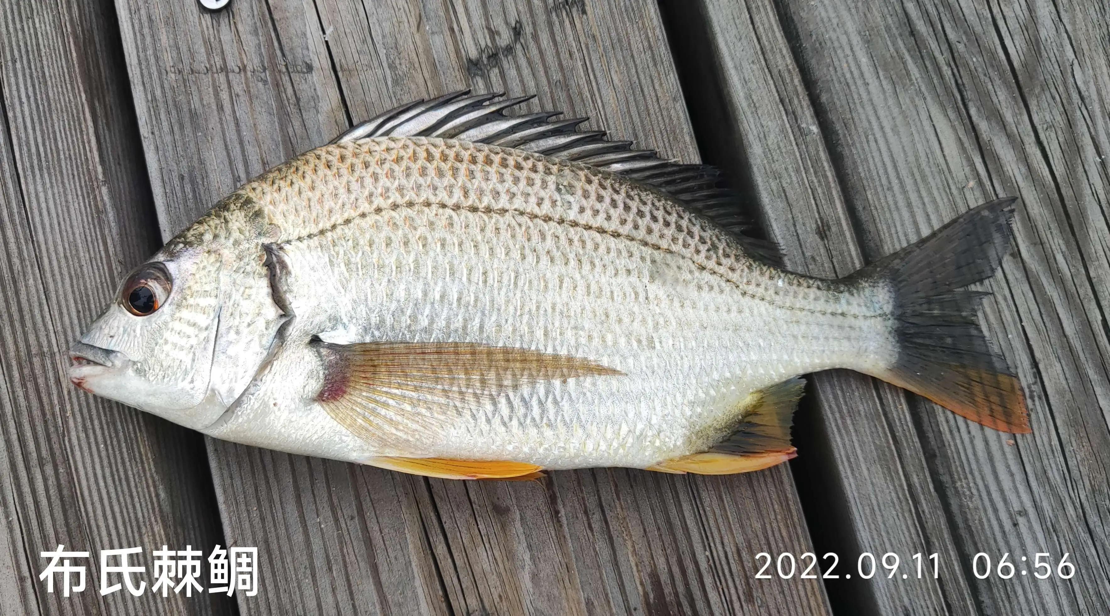 20种常见海鱼,十大常见野生海鱼