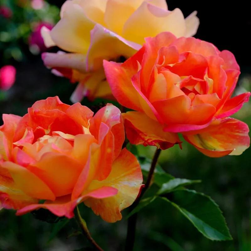 月季美图100张,月季花唯美高清图片大全