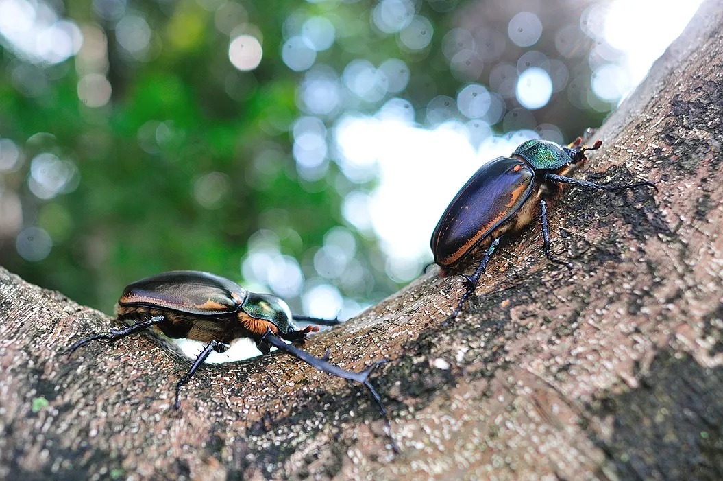 阳彩臂金龟为什么会灭绝,阳彩臂金龟真的灭绝了吗