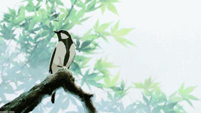 中国常见的斑鸠,斑鸠为何很少看到斑鸠巢穴