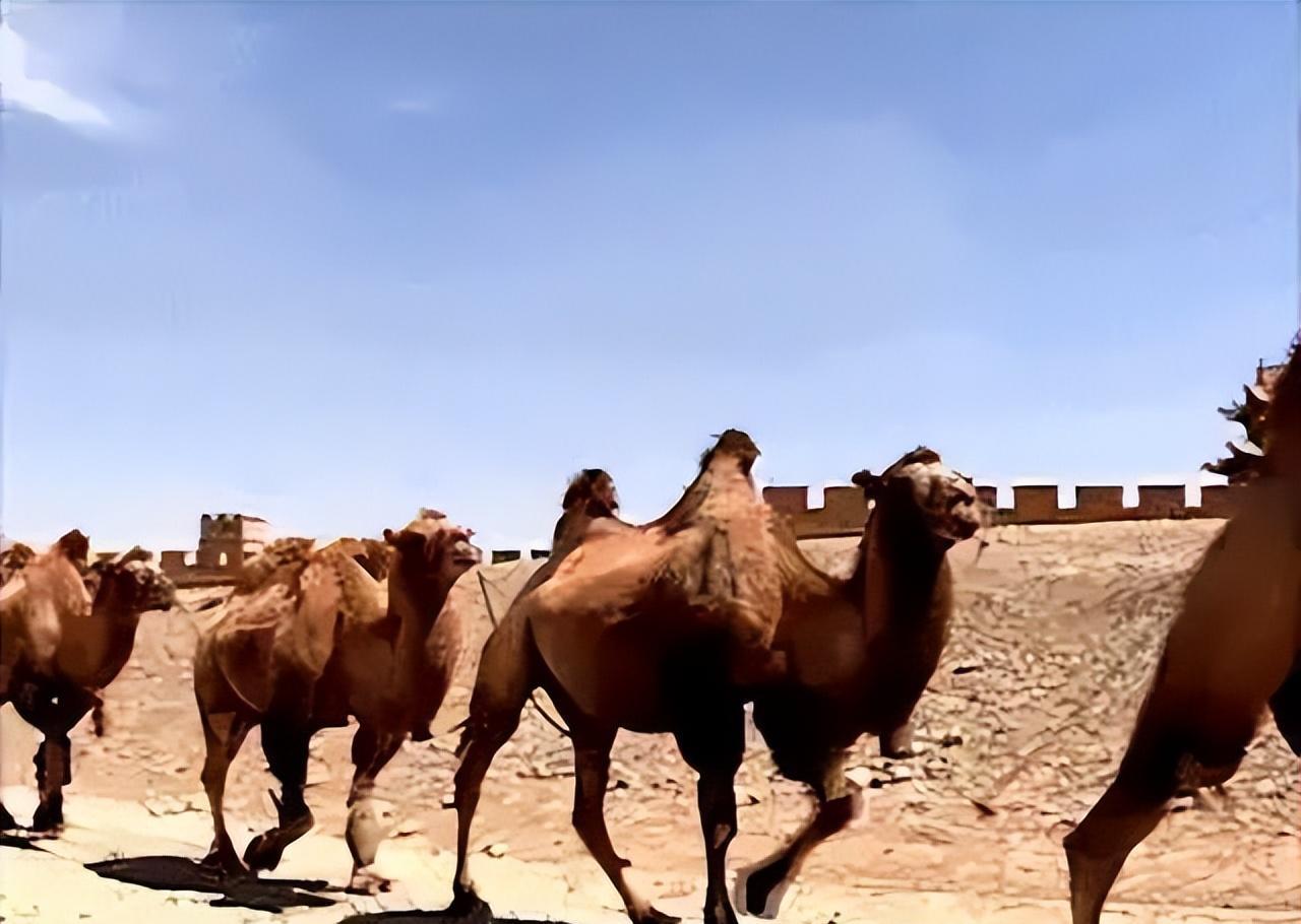 骆驼免疫球蛋白,骆驼的免疫方法
