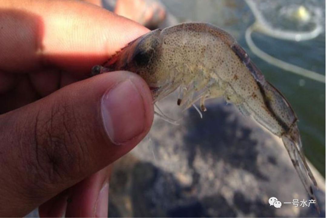 姘翠骇鑲犻亾鑿岀兢骞宠　,姘翠骇鑲犻亾鑿岀兢