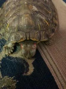 防止乌龟腐皮腐甲的方法,红茶可以治疗乌龟腐皮吗