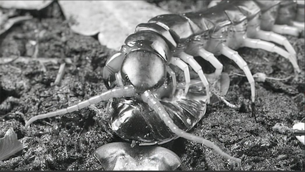 你见过1m长的巨型蜈蚣吗,一只巨型蜈蚣有多大