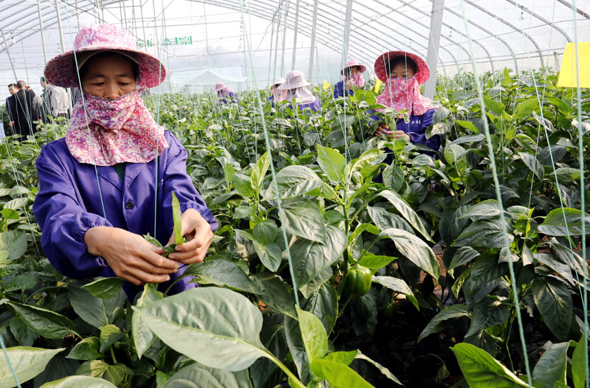 平川镇农旅融合助推乡村振兴提速,平桂区扶贫活动