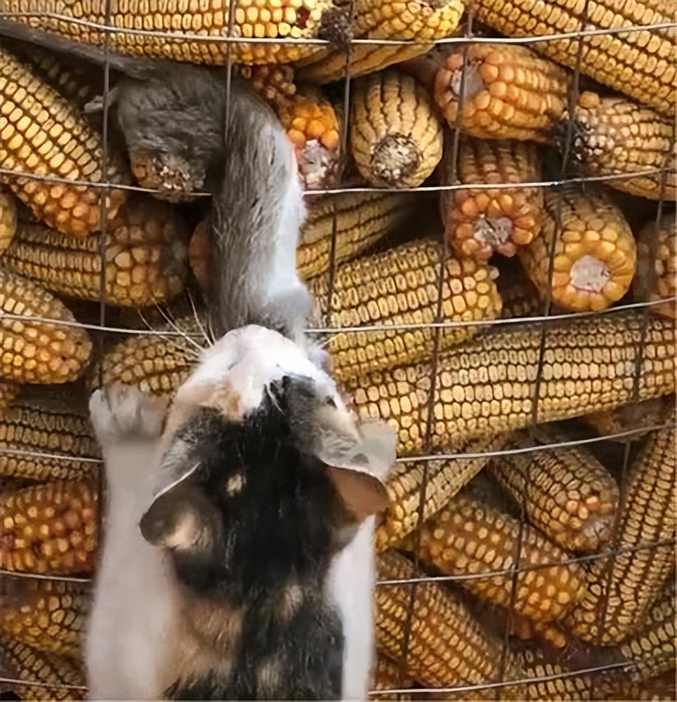 1000只猫鼠大战,72只猫灭鼠大战真实视频