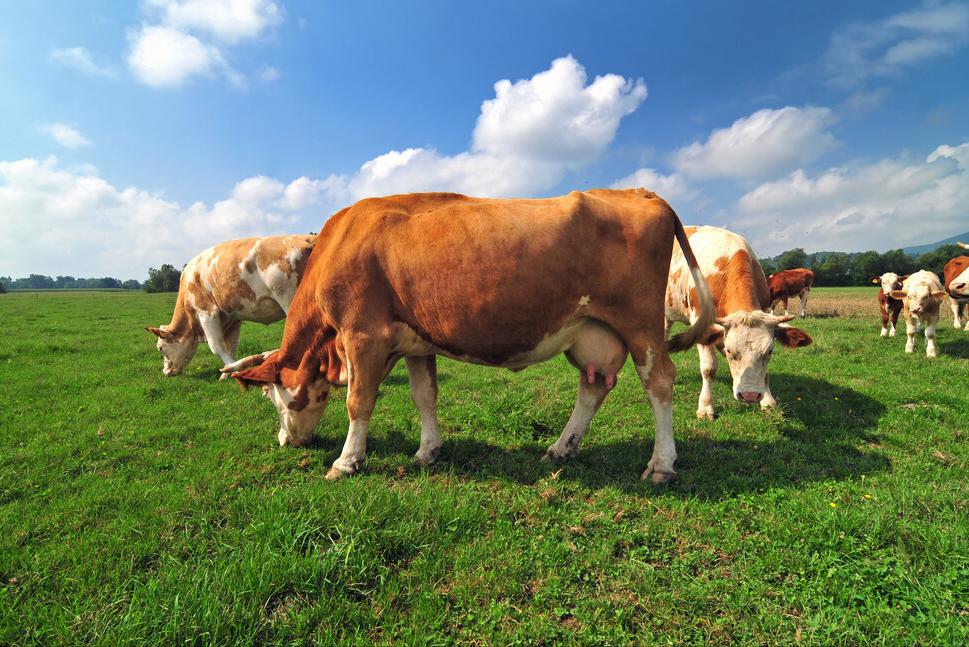 母牛快要生产了子宫脱出怎么办,母牛下牛犊子子宫脱出解决方法