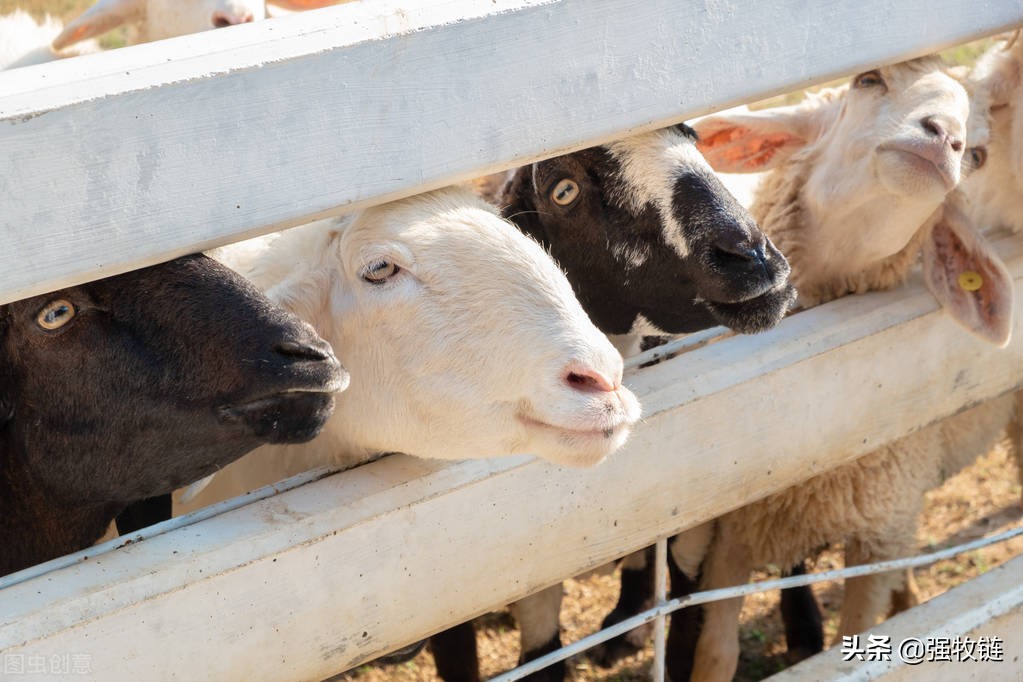 羊什么疾病突然发病死亡怎么预防,羊产前瘫痪怎么办