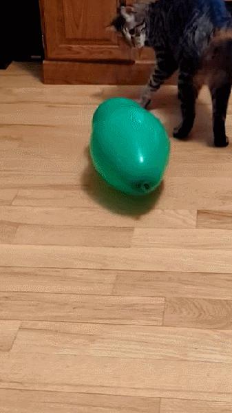 据说养猫超过3年，铲屎官都会变成神经病？