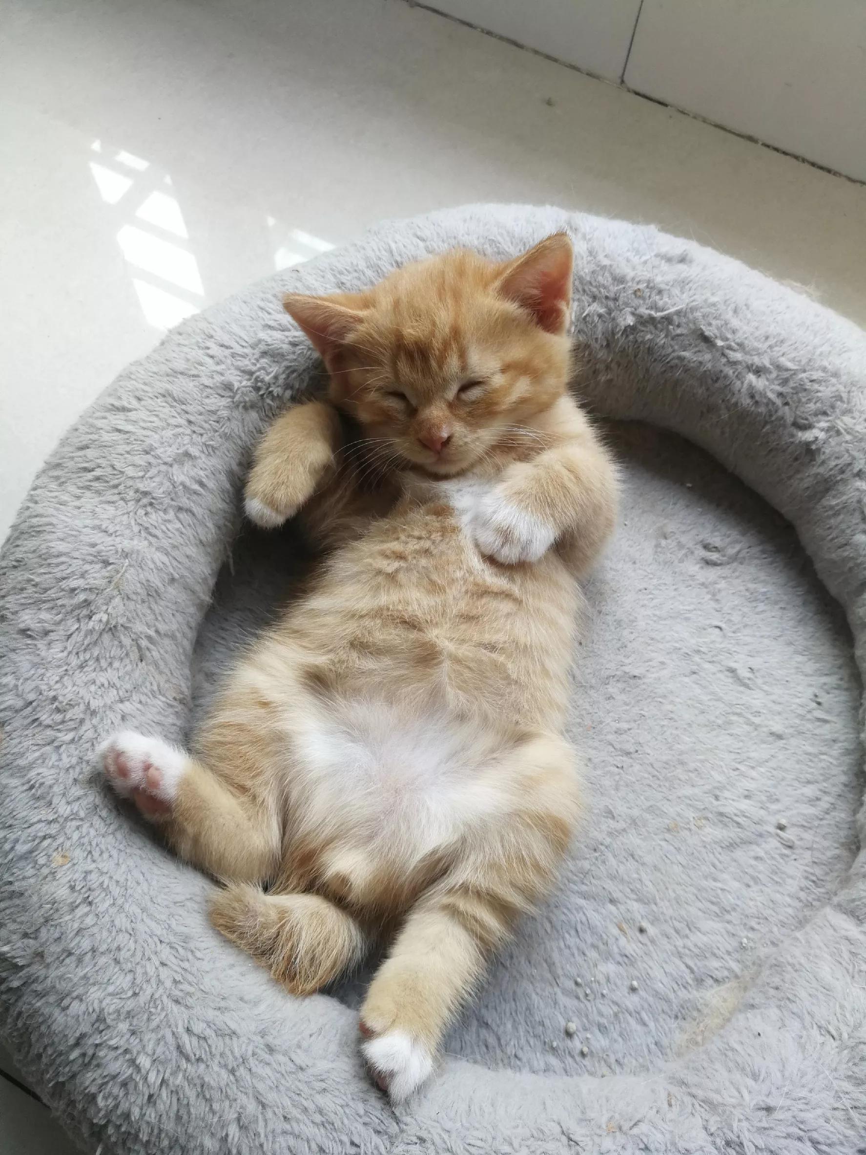 奶猫遭家暴受伤女主人护猫未果