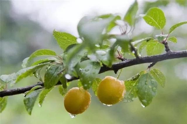 雨敲枕前窗，薰袖香将消