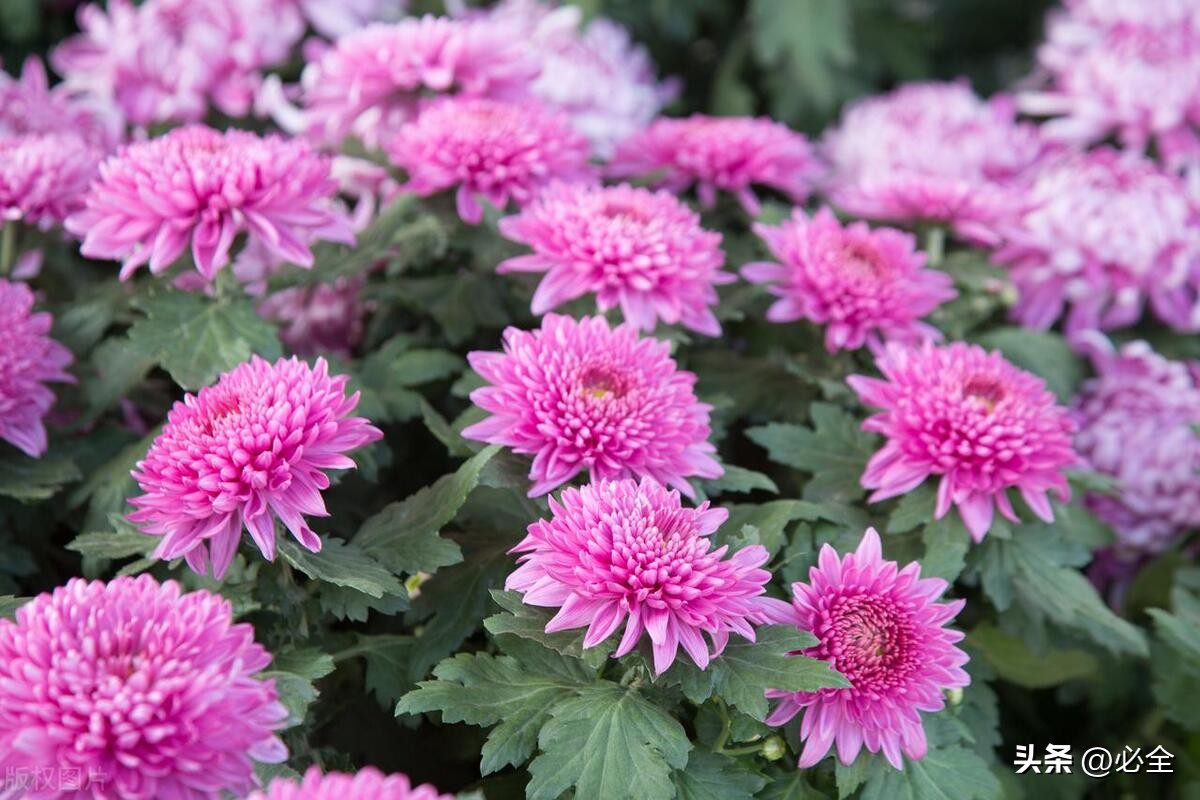 2022-2035全国花卉产业分布区域分布和产品类型布局