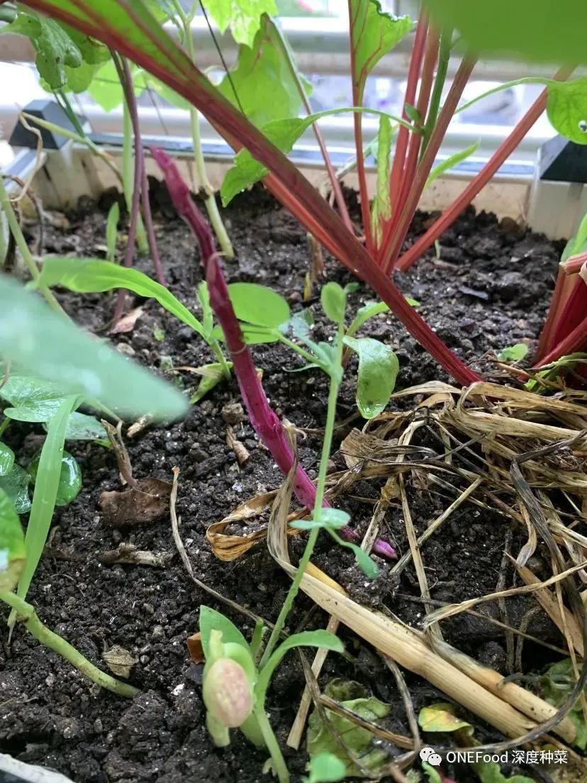 可持续健康好生活,身心健康可持续发展