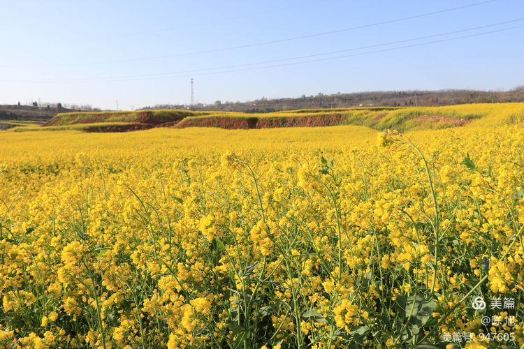 渑池孟村：油菜花儿香，蜜蜂采蜜忙