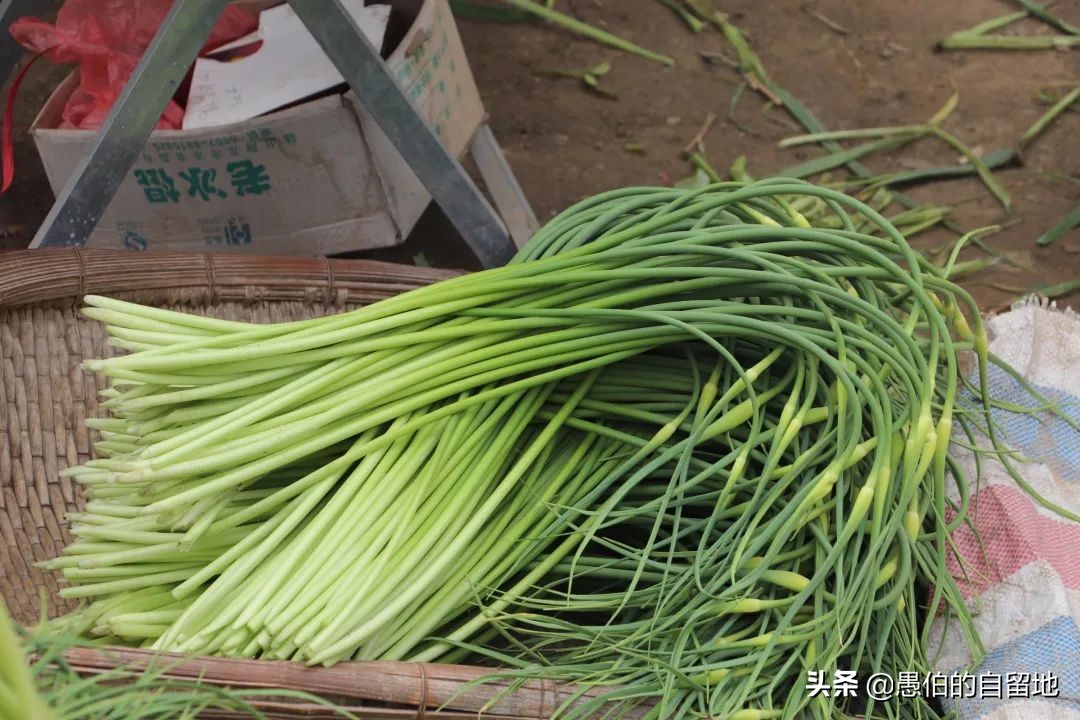 五一快到了农村拔蒜苔,五一劳动节收蒜苔