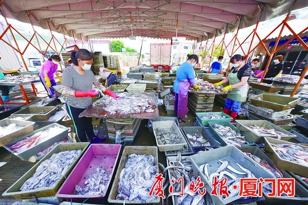 厦门现在什么海鲜最新鲜,厦门最新海鲜价格3月份