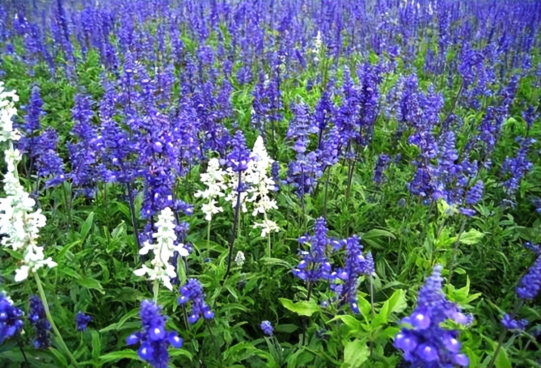 常觅春归不知处花田此地得逢君：栖云田园小镇·花间集