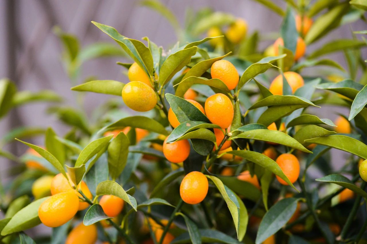 家里都要养4种财运花,财神养什么花最好