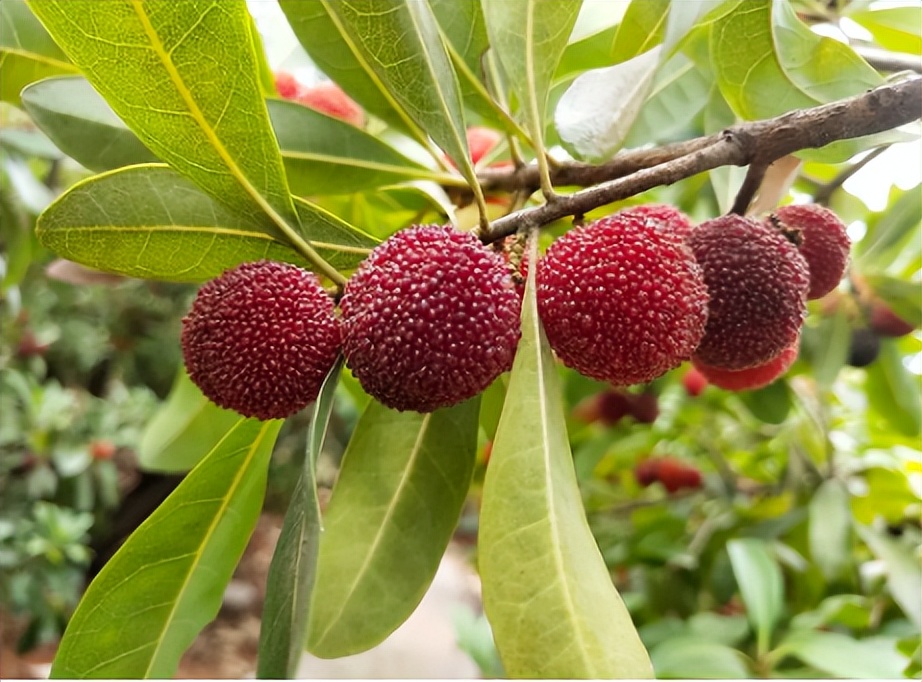 南方十大好吃水果有哪些,南方十大水果