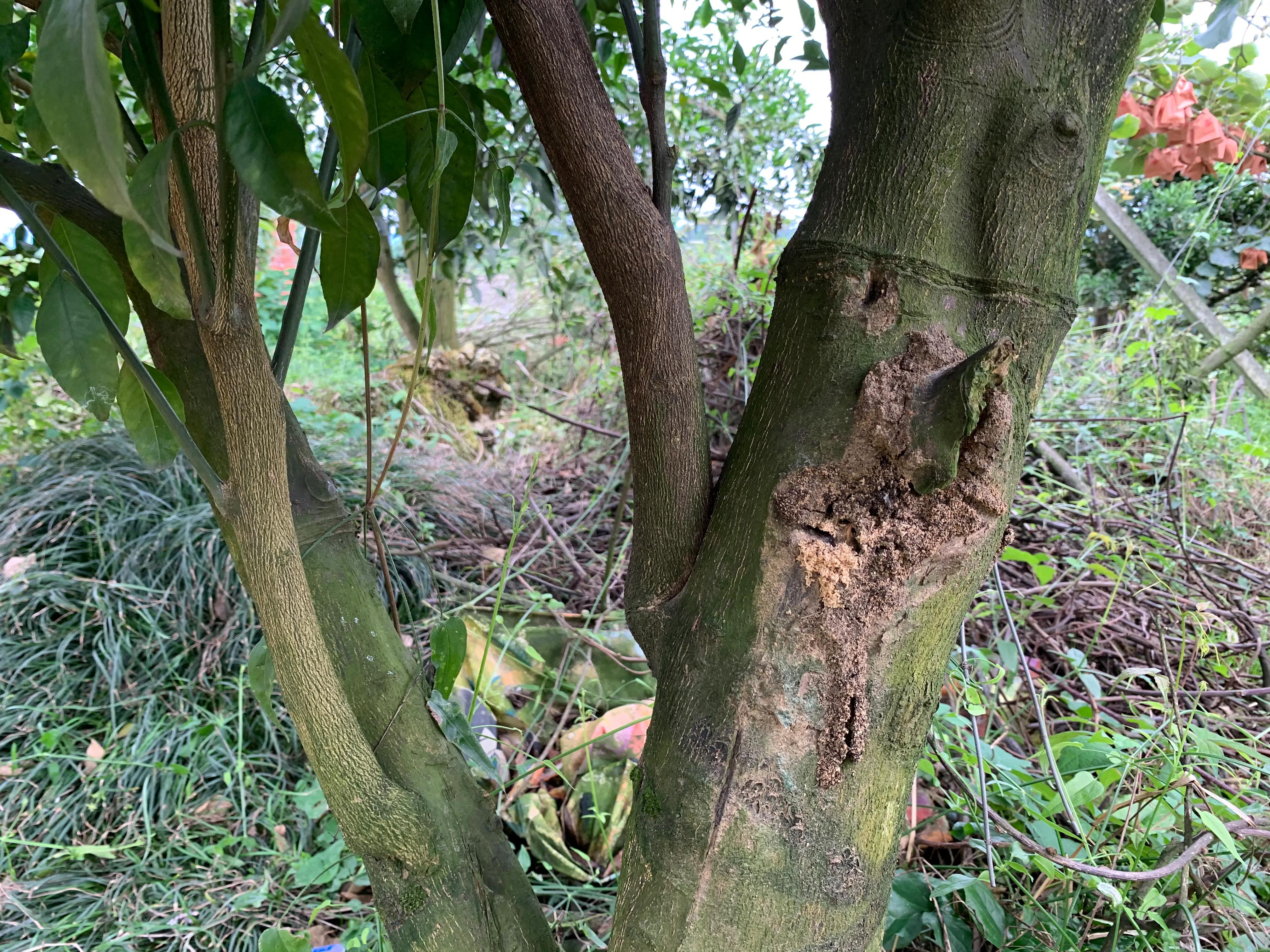 柑橘流胶病最佳治疗方法,柑橘流胶病最佳防治方法