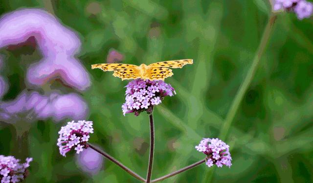 读散文成长,春天里的成长散文