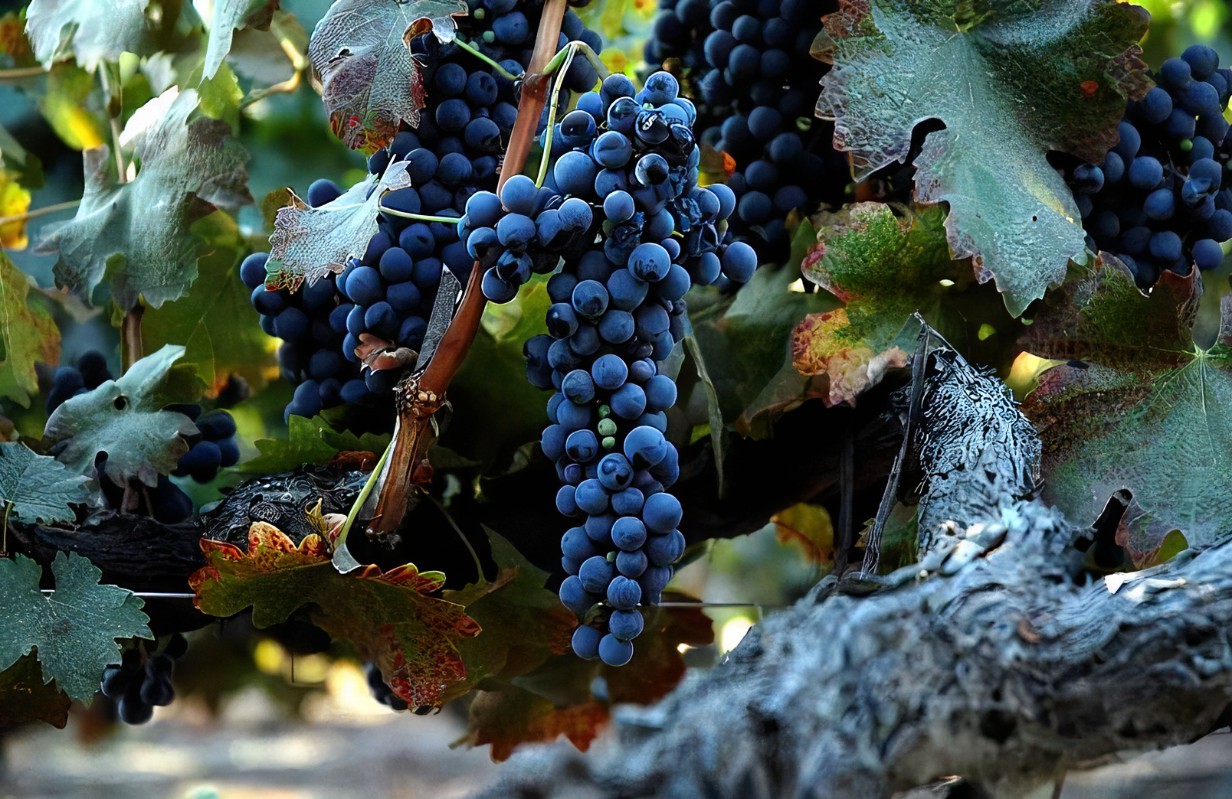 桑干酒庄西拉保质期十年,桑干酒庄西拉红酒