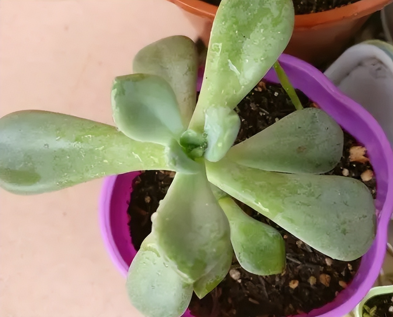 奶奶叮嘱，“花草有三不送，送了变仇人”，过来人的经验