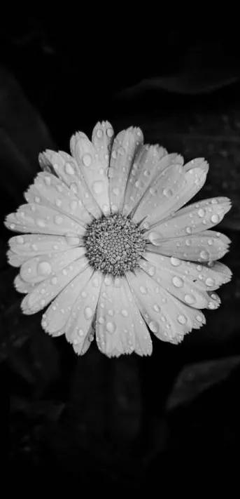 黑白花朵壁纸超清,全屏花朵壁纸无水印黑白