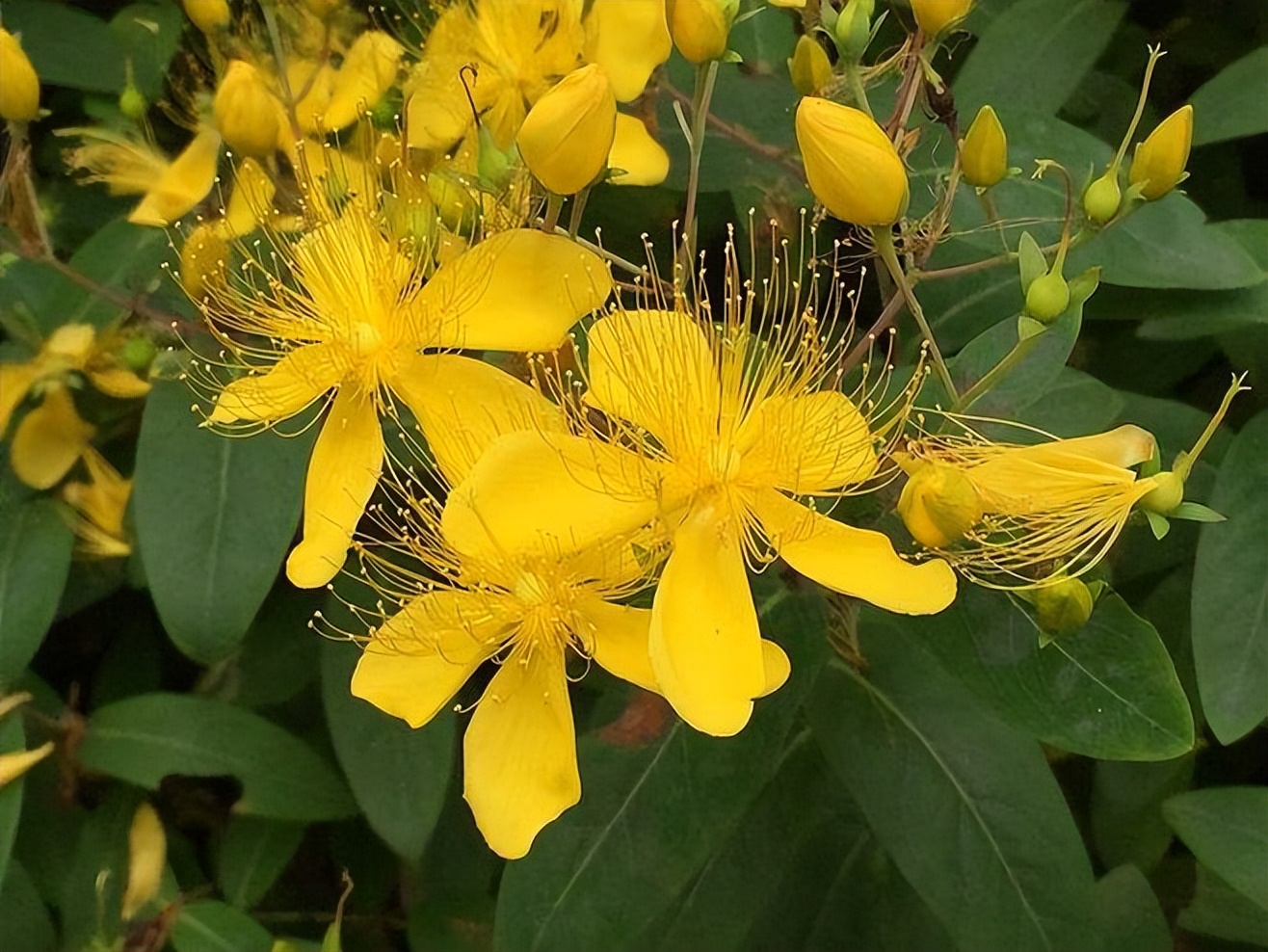 高血压冠心病颈动脉斑块吃什么药,冠心病消除斑块的中药方子