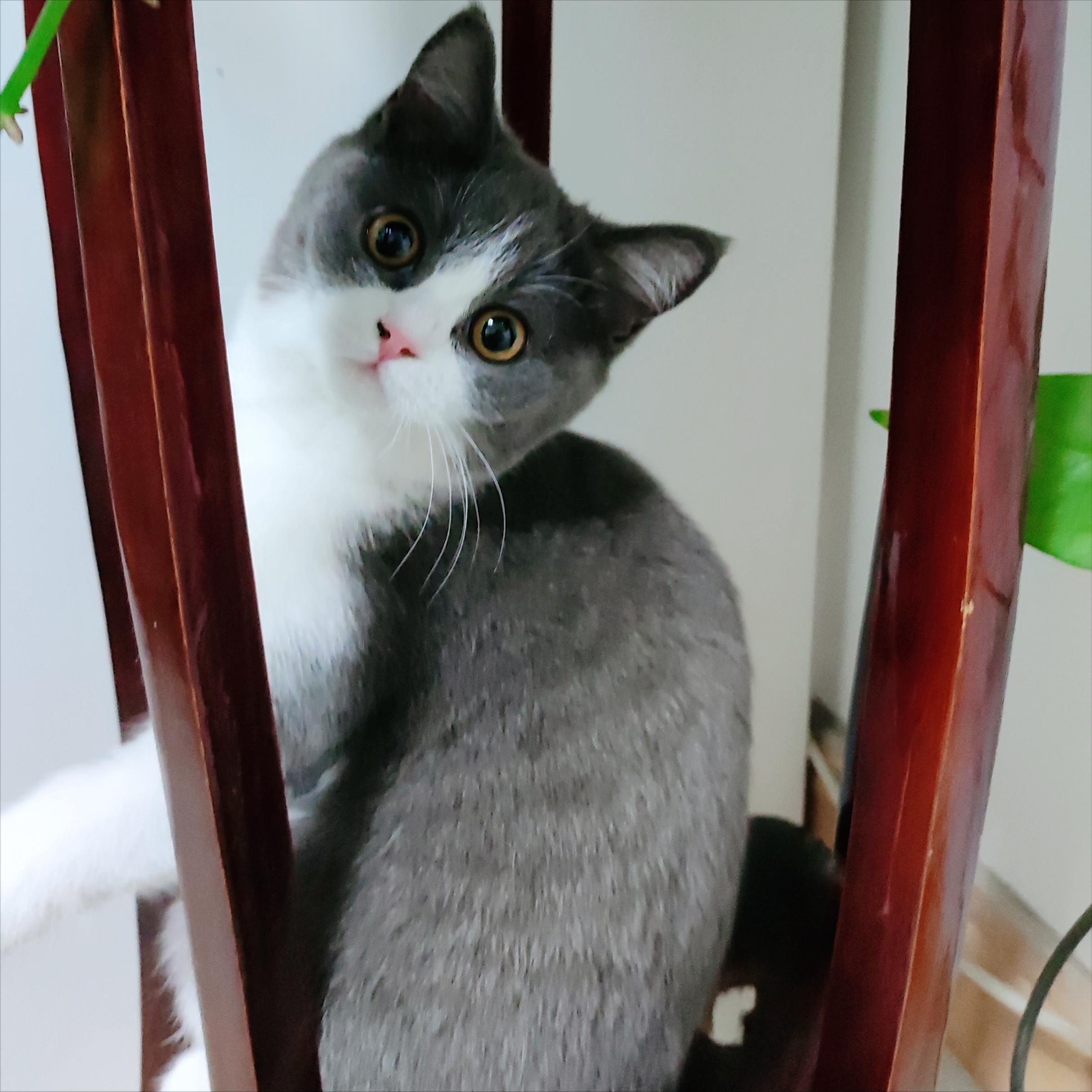 我家有一只波斯蓝猫,花700买一只英短蓝白猫