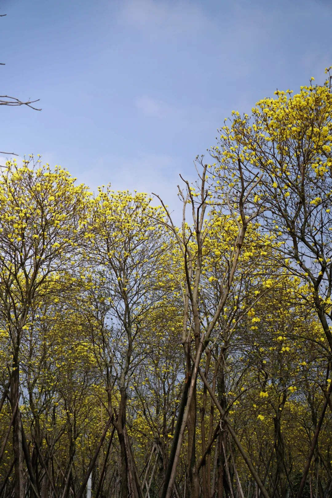 提前盛开！成都市区这个被偏爱的宝藏地又上新，即将刷爆全网