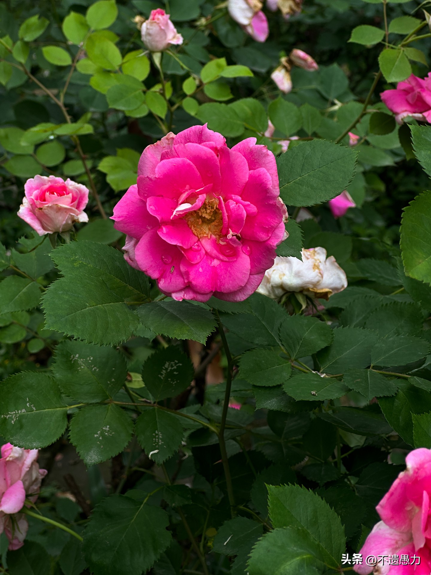 为什么现在手机摄像头越来越多,为什么手机摄像头越来越模糊了