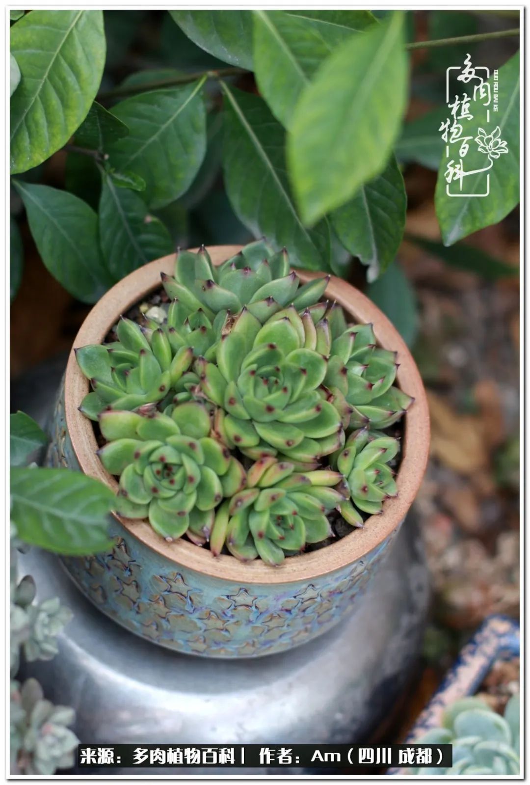 多肉小盆友生活多姿多彩,多肉小精灵福享不停