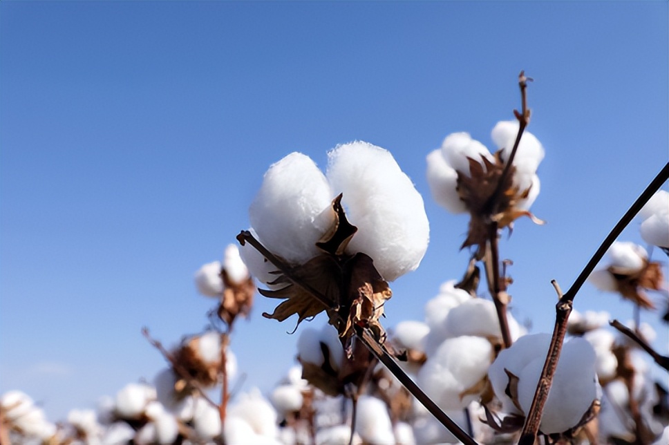 全棉时代丨3月4日璀璨启幕！和全棉一起过春天！