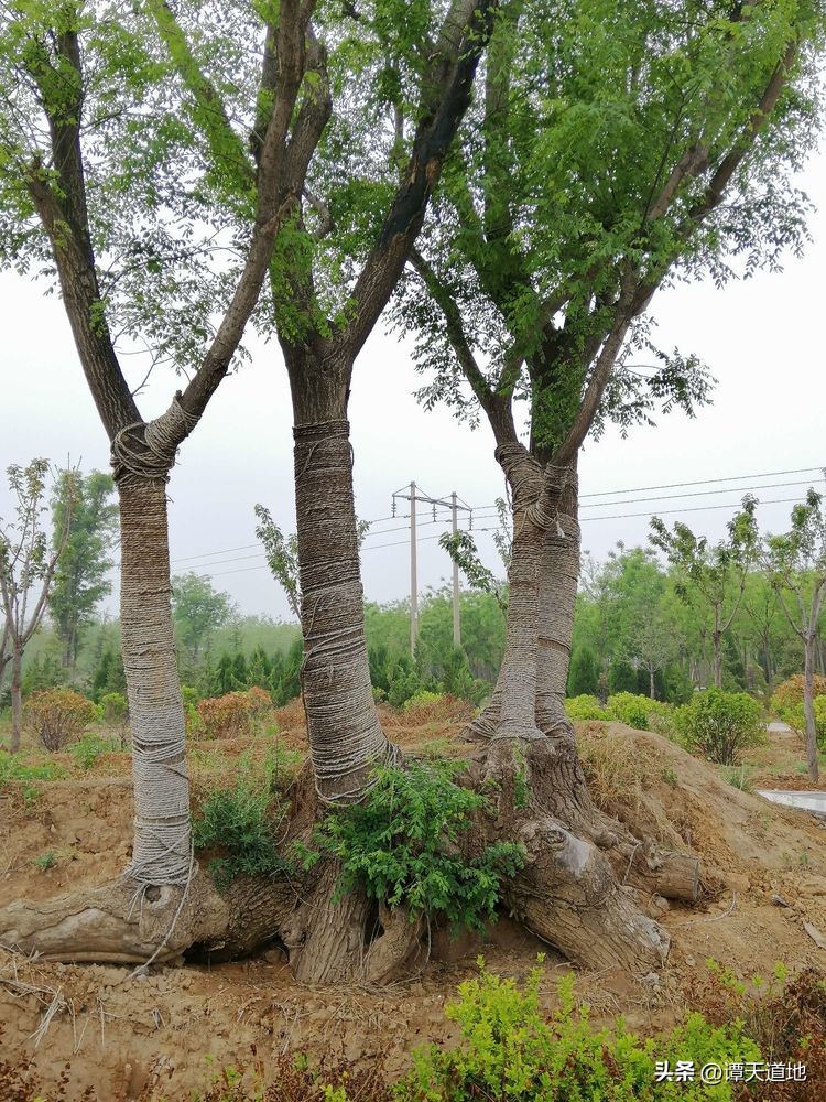 陕西未央区村子的来历,陕西最古老的村子