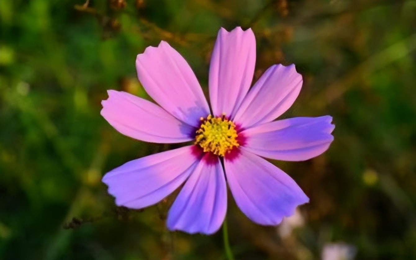 没有谁的生活不平淡,没有谁的生活不需要努力的