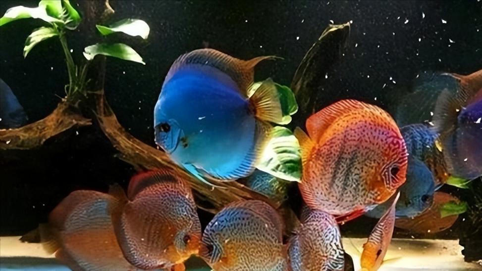 七彩神仙鱼繁殖期间可以喂食吗,七彩神仙鱼繁殖卵需要下什么药